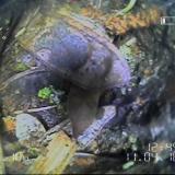 Verstopftes Abwasserrohr im Außenbereich