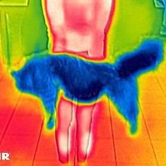 Thermografie Katze